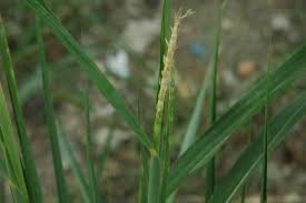 Image result for Coelorachis