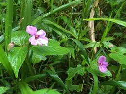 Image result for Impatiens sylvicola
