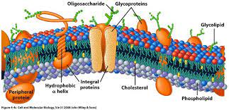 Cell Membrane Model Bing Images Cell Membrane Plasma Membrane Membrane