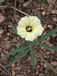 Image result for Merremia verecunda