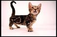 Bengal cat - Wikipedia
