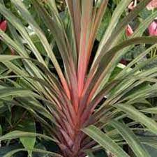 Buy Cordyline Australis Sundance Dracaena A Online Bamboo Pipeline