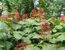 Image result for Clerodendrum pusillum