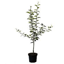 Gartenhäuser, pavillons, carports, gartenmöbel, saunen und viele weitere gartenartikel kaufen. Pflanzen Von Mullers Gruner Garten Shop Und Andere Gartenausstattung Fur Garten Balkon Online Kaufen Bei Mobel Garten