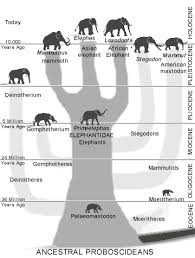 Elephant Evolution