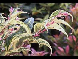 How many leucothoe fontanesiana 'rainbow' (dog hobble) do i need for my garden? Learning About Leucothoe Youtube