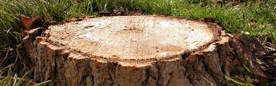 Find local 5 stump grinding and removal experts in woolooware. What Is Stump Grinding