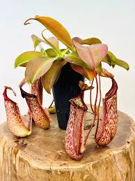 Image result for Tephrosia miranda