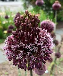 Allium Forelock Allium Flower Bulb Index Bulb Flowers Flowers Allium