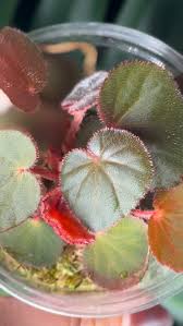 Image result for Begonia squamulosa