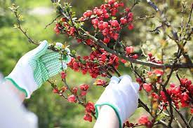 Plants bloom on old growth. How To Grow Flowering Quince Chaenomeles Gardener S Path
