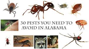 We did not find results for: 30 Pests You Need To Avoid In Alabama Al Com
