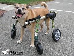 Account Suspended Dog Wheelchair Diy Dog Wheelchair Paralyzed Dog