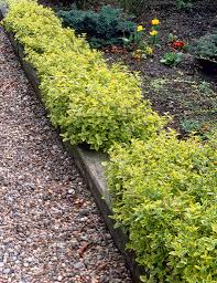 Image result for Euonymus fortunei