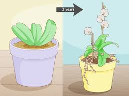 Image result for orchid cuttings