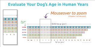 How To Estimate Your Dogs Age In 5 Proven Ways