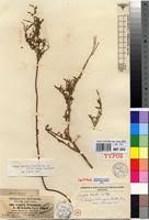 Image result for Erigeron schimperi