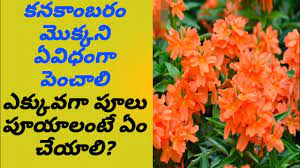 How To Grow Petunia Flower Plant Full Care With Tips Tricks Organic Fertilizer In Telugu Youtube