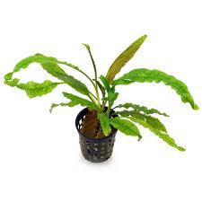 The bullated leaves are in respect to the other plants rather narrow (5 cm). Cryptocoryne Wendtii Braun Mutterpflanze Xl Topf Aquasabi Aquaristik Shop