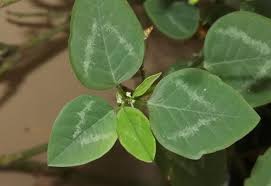 Image result for Euphorbia graminea