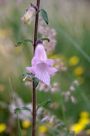 Image result for Ceratotheca triloba