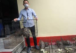 The owl also and the raven shall dwell in it: Transaksi Ilegal Trenggiling Dan Landak Dibongkar Jejaringnya Diselidiki Mongabay Co Id