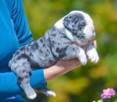 Merle Bulldog Baby Animals Cute Animals Cute Baby Animals