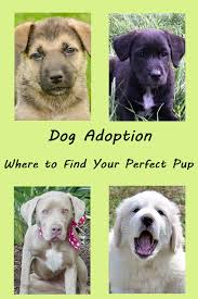 Fill in the correct prepositions of the which project: Dog Adoption Finding Your Perfect Pup Happy Oodles Puppy Adoption Rescue Dogs For Adoption Shelter Dogs Adoption