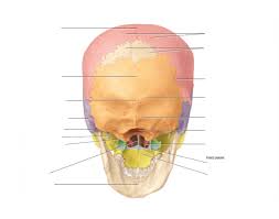 Check spelling or type a new query. Posterior Skull Labeling With Mandible Quiz