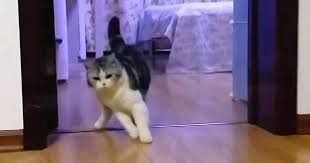 ご主人が透明なテープをジャンプ すると 猫も立ち止まって見えない壁を飛び越えた 笑 猫 可愛い猫 ペット 猫