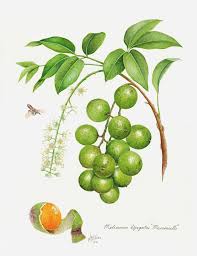 Image result for Melicoccus