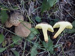 Image result for Xerocomellus diffractus