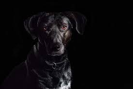 Surprising Superstitions Surrounding Dogs The Dogington Post