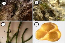 Image result for Psilotum nudum