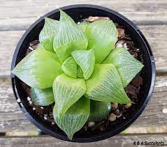 haworthia retusa san marino small succulent plants planting succulents succulents