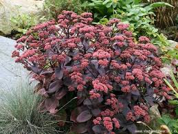 Den skal placeres et solrigt sted i haven i mager og veldrænet jord og så spreder den masser af haveglæde. Sankthansurt Sedum Hybrid Xenox Stauder Blomsterbed