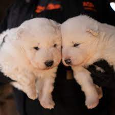 Golden doodle pups, 3 girls and 2 boys, shots and wormed: Adoption Inquiries Pouring In For 160 Dogs Seized From Puppy Mill Local News Wcfcourier Com