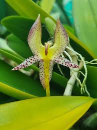 Image result for Bulbophyllum kivuense