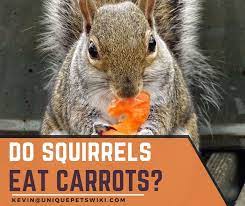 Carrots accompany many medical advantages, which are adding material to the squirrels. Do Squirrels Eat Carrots Can Baby Squirrels Eat Carrots