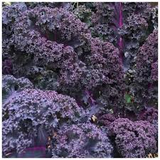 Image result for kadeřávek