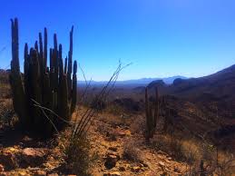 Human stories echo throughout this desert preserve, chronicling thousands of years of desert living. Organ Pipe Cactus National Monument