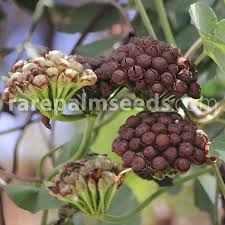 Image result for Merremia