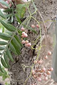 Image result for Schinus molle