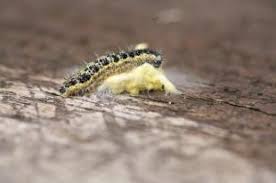 Caterpillar is committed to providing the highest level of customer service. Caterpillar S Year Oxford Mail