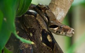 Top 20 Dangerous And Fabulous Anaconda Snake Wallpapers In Hd Anaconda Snake Snake Wallpaper Animal Photography Dogs