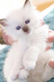 Birman Kittens For Sale Near Me Adorable Birman Kittens For Sale Birman Kittens Birman Cat Cute Cats And Kittens