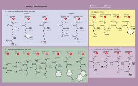 Image Result For Amino Acids Chart Amino Acids