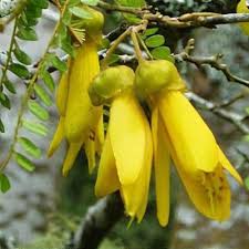 Image result for Sophora inhambanensis