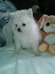 Pitbull puppies for sale r 2,000. Toy Pom Puppie Durban Pomeranian Puppies Dog Breeders Gallery 78926