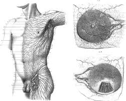 Request pdf | on feb 18, 2019, karen l. Sappey O S Drawing Of The Superficial Lymphatics Of The Upper Torso Download Scientific Diagram